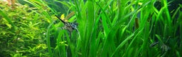 Angelfish fish for sale: Stunning stripes Angel Fish - Advert 1