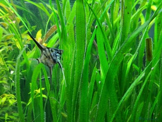 Angelfish fish Stunning stripes Angel Fish - Advert 1