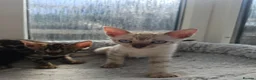 Bengal cats for sale: Bengal Kittens(Marble and Snow bengal available) - Advert 14
