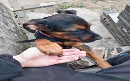 Mixed Breed dogs for sale: Female rottweiler x German shepherd x staffie pup - Image 2