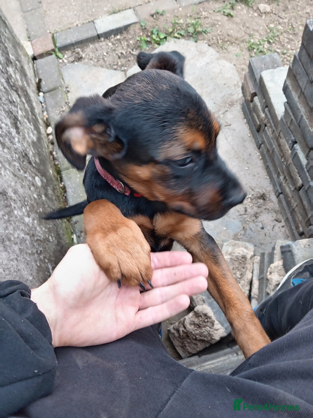 Mixed Breed dogs for sale: Female rottweiler x German shepherd x staffie pup - Image 2