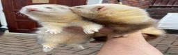 Ferret rodents for sale: 🦦 Adorable Ferret Kits (Pandas, Roans & Sables)🐾 - Advert 13