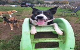 Border Collie dogs for stud: Black and white border collie for stud - Image 10