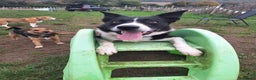 Border Collie dogs for stud: Black and white border collie for stud - Advert 10