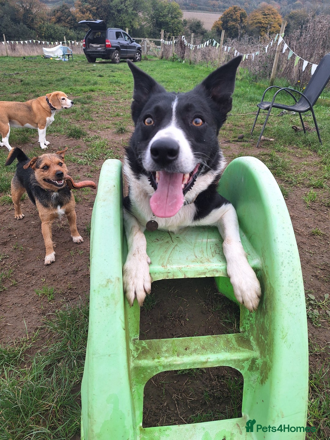 Border Collie dogs for stud: Black and white border collie for stud - Image 10