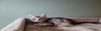 Maine Coon 3
