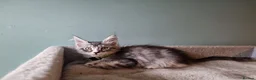 Maine Coon cats for sale: Tica!! Amazing kittens - Advert 11