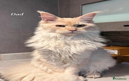 Maine Coon cats for sale: Mainecoon Kittens  - Image 3