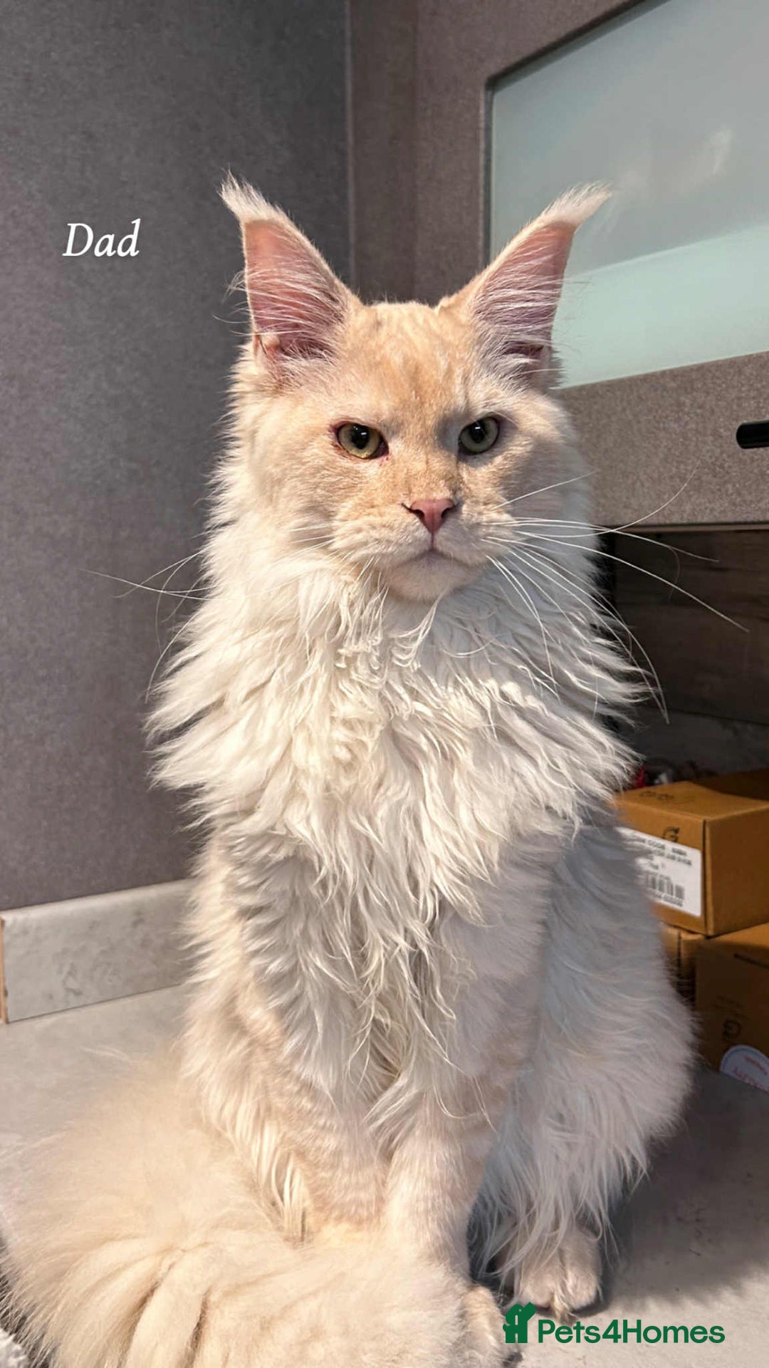 Maine Coon cats for sale: Mainecoon Kittens  - Image 3