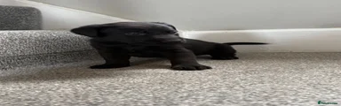 Labrador Retriever 3