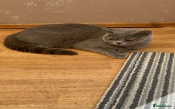 British Shorthair cats for sale: 2 Beautiful British ShortHair  - Image 8