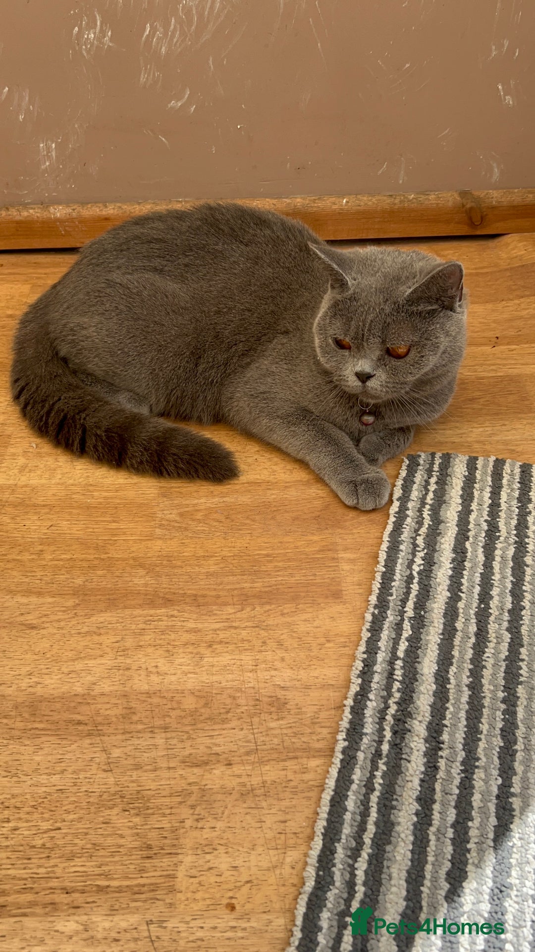 British Shorthair cats for sale: 2 Beautiful British ShortHair  - Image 8