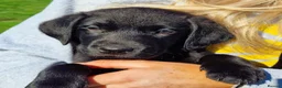 Labrador Retriever dogs for sale: Black Labrador Puppies, Kennel Club Registered - Advert 14