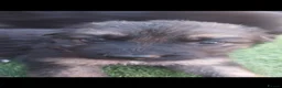 German Shepherd dogs for sale: German Shepherd Puppies  - Advert 15