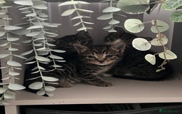 Mixed Breed cats for sale: 3 playful kittens  - Image 12