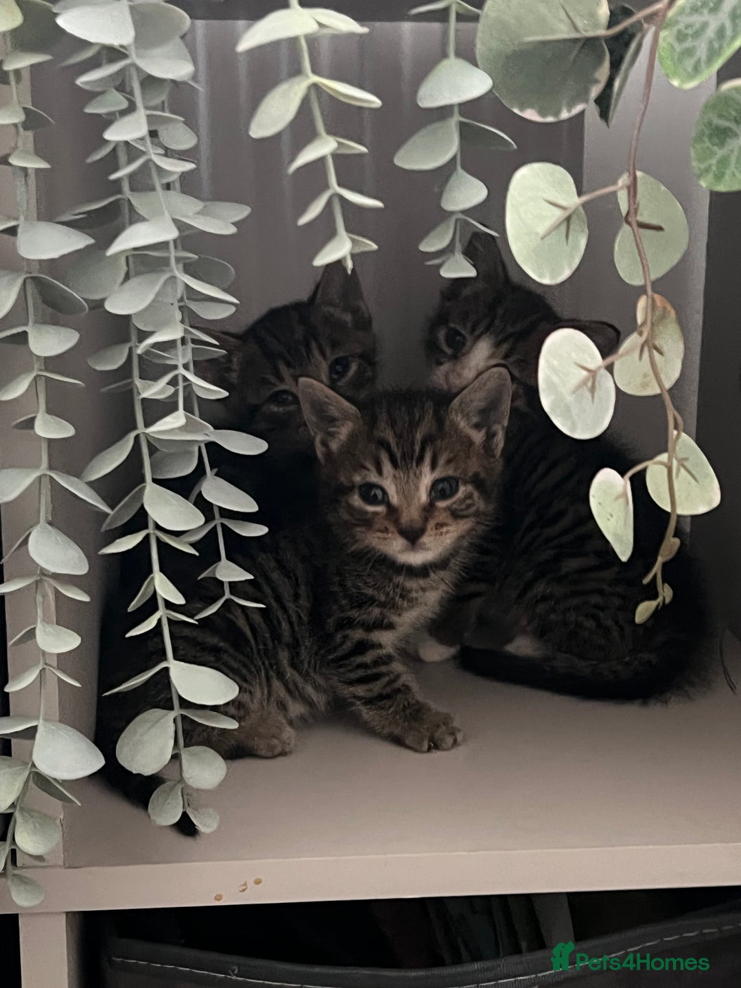 Mixed Breed cats for sale: 3 playful kittens  - Image 12