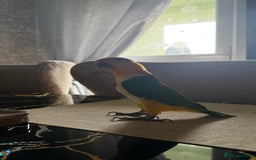 Parrots birds for sale: Yellow Thighed Caique - Image 1