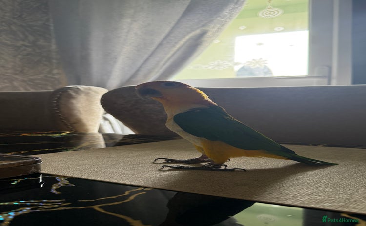 Parrots birds - Advert 2