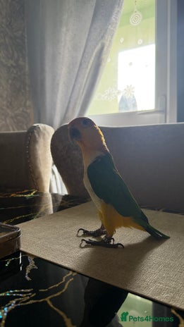 Parrots birds - Advert 1