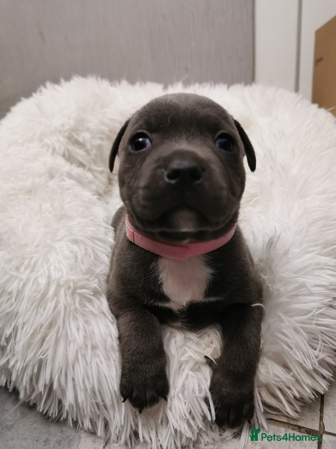Staffordshire Bull Terrier dogs for sale: Staffordshire Bull Terrier puppies for sale  - Advert 18