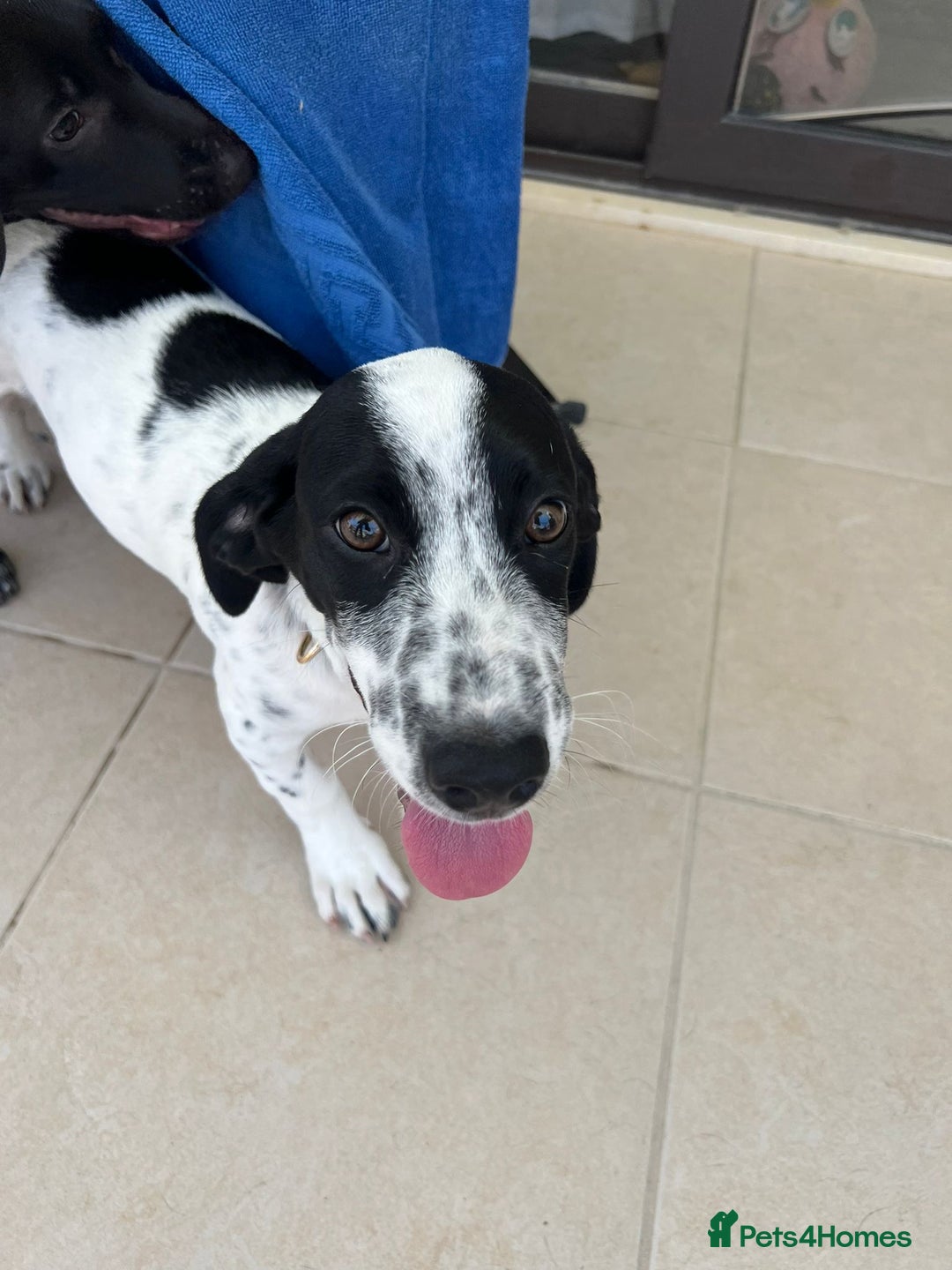 Mixed Breed dogs for adoption: Cheeky pup Zippy - Joyful, playful and loyal - Image 5