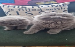 British Longhair cats for sale: british shorthair and shorthair males - Image 4