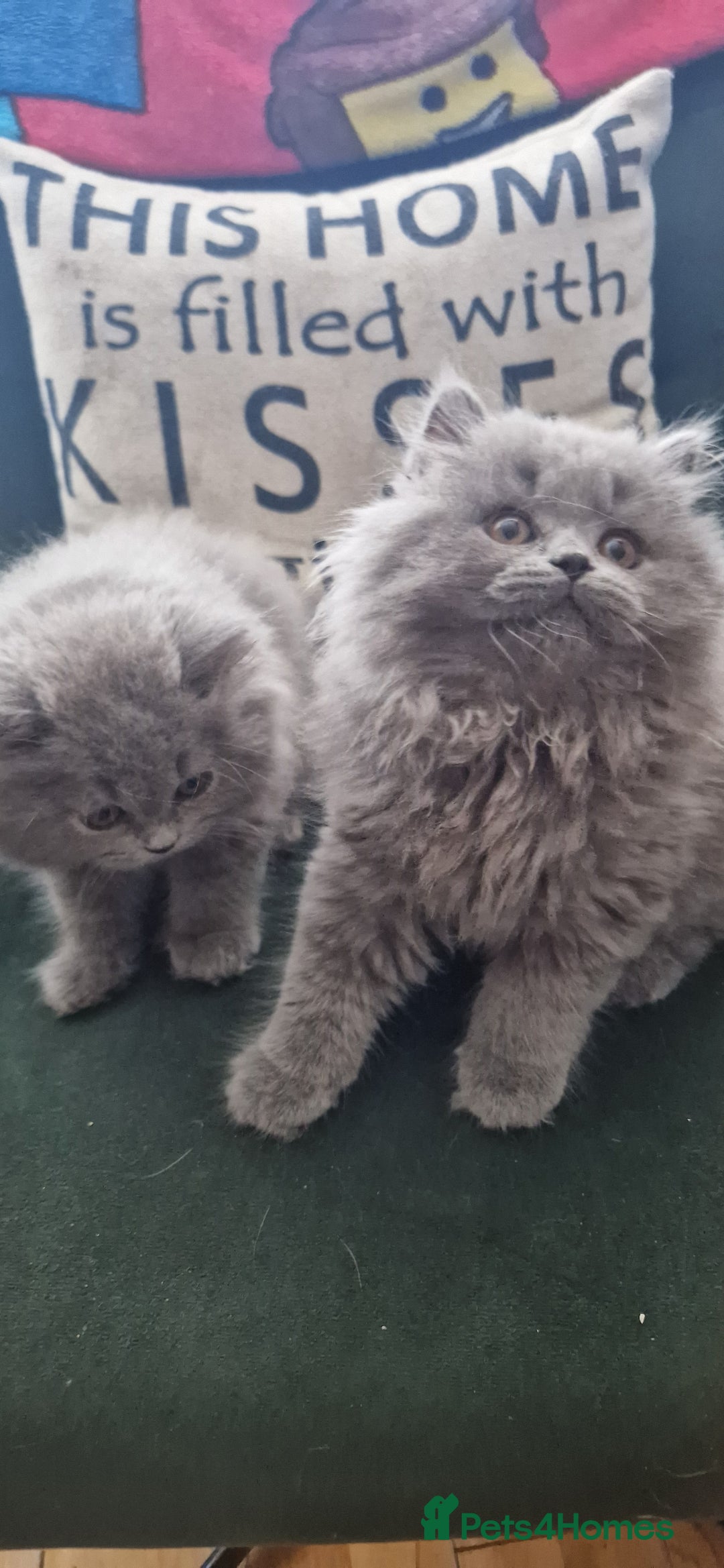 British Longhair cats for sale: british shorthair and shorthair males - Image 4