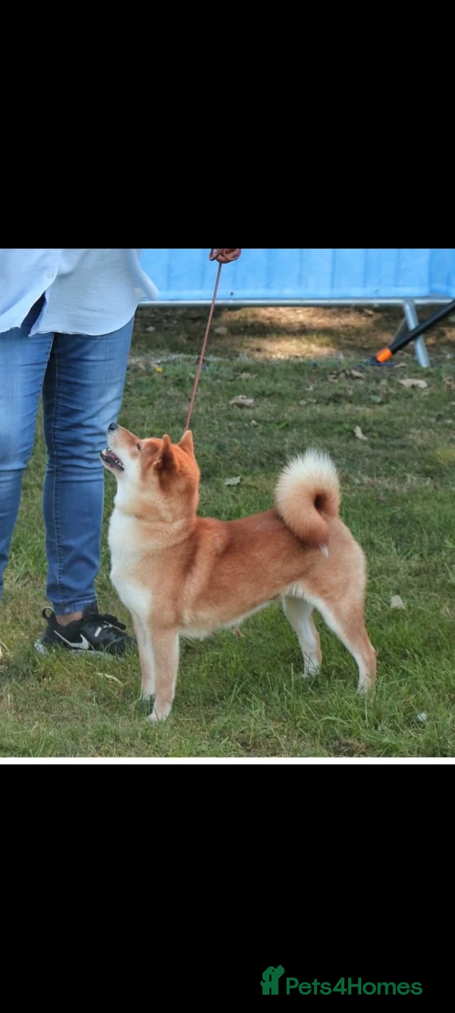 Japanese Shiba Inu dogs KC reg Japanese shiba inu puppies  - Advert 1