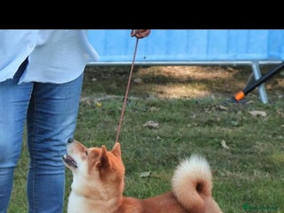 Japanese Shiba Inu dogs KC reg Japanese shiba inu puppies - Advert 1