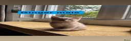 Mixed Breed cats for sale: 8 kittens for sale in Castle Douglas - Advert 9