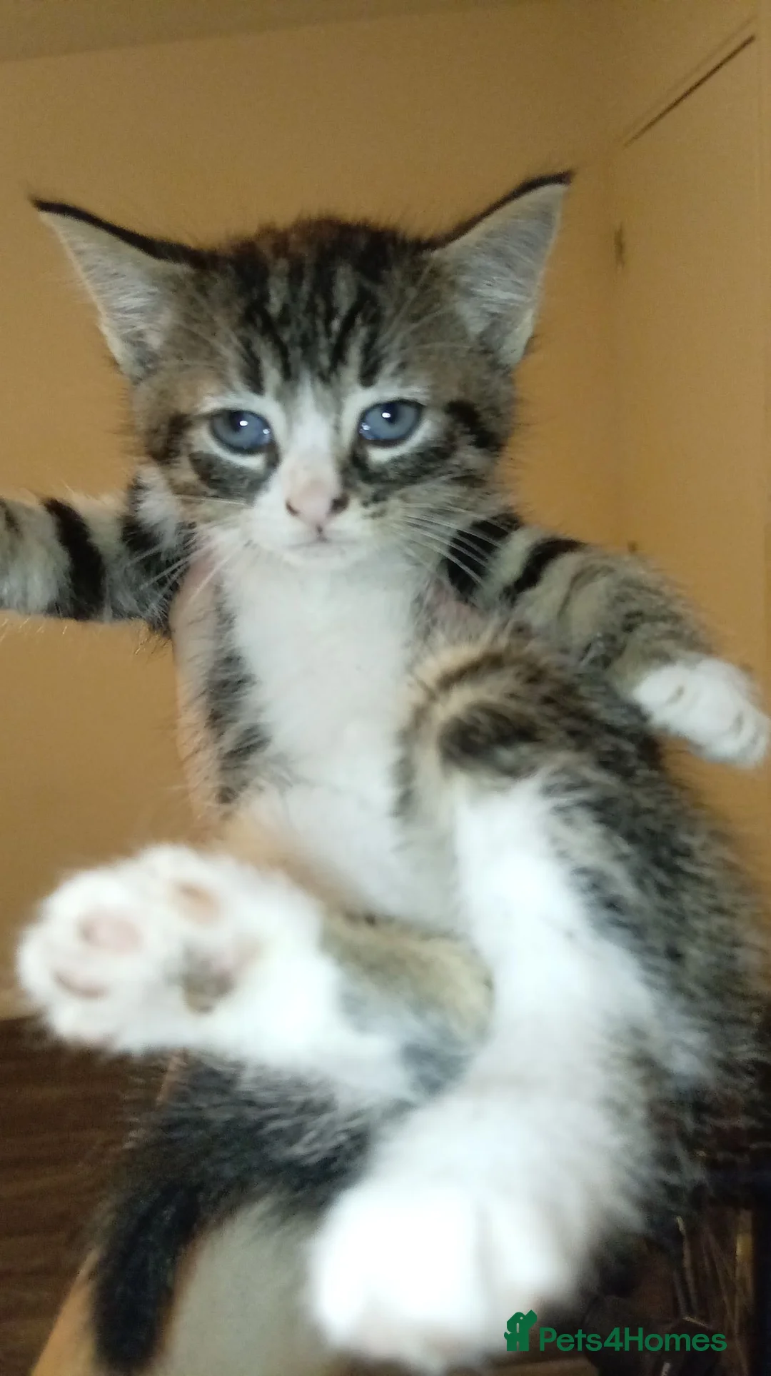Mixed Breed cats for sale: Litter of 4  in Chatham - Advert 1