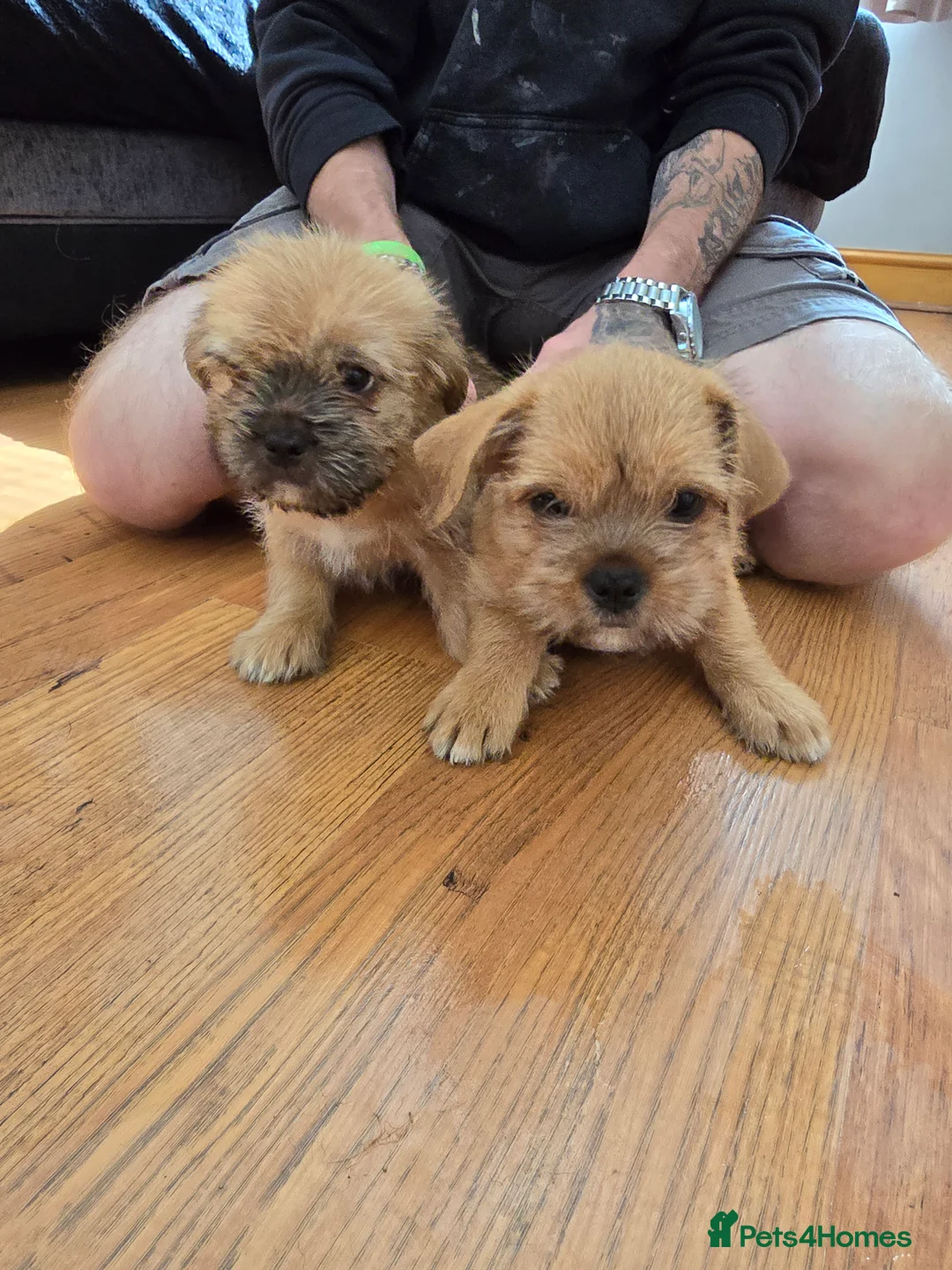 Mixed Breed dogs for sale: Ready for new home Shih Tzu cross puppies in Bury - Advert 2