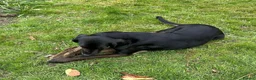 Mixed Breed dogs for adoption: Jett (Labrador/Pointer mix) in High Wycombe - Advert 8