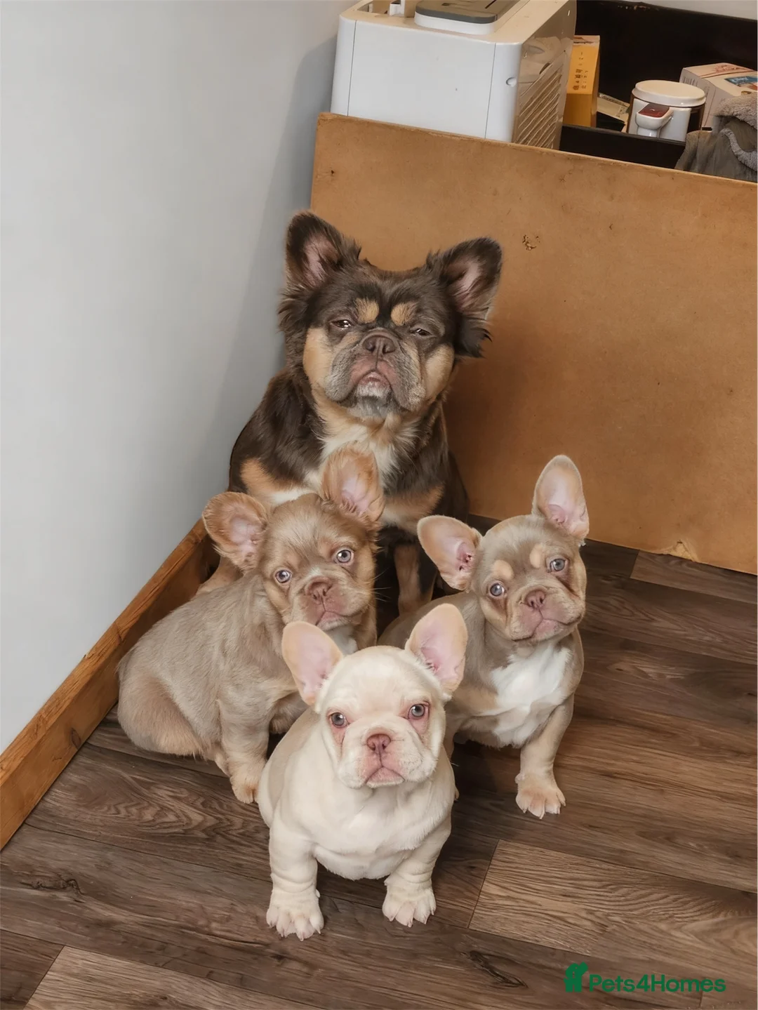 French Bulldog dogs for sale: Quality French Bulldog Puppies - Advert 4