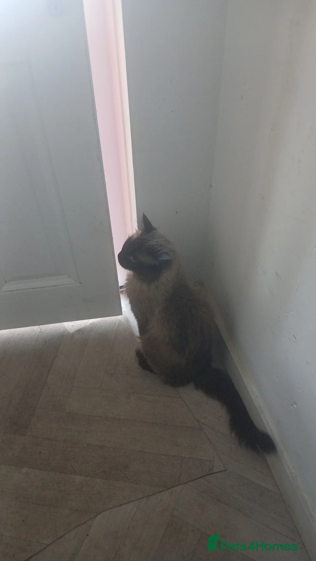 Ragdoll cats for sale: Micky elahi  in Blackburn - Advert 2