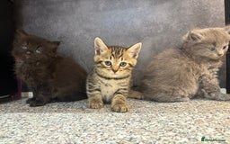 Mixed Breed cats for sale: Ragdoll cross British long hair kittens  - Image 18