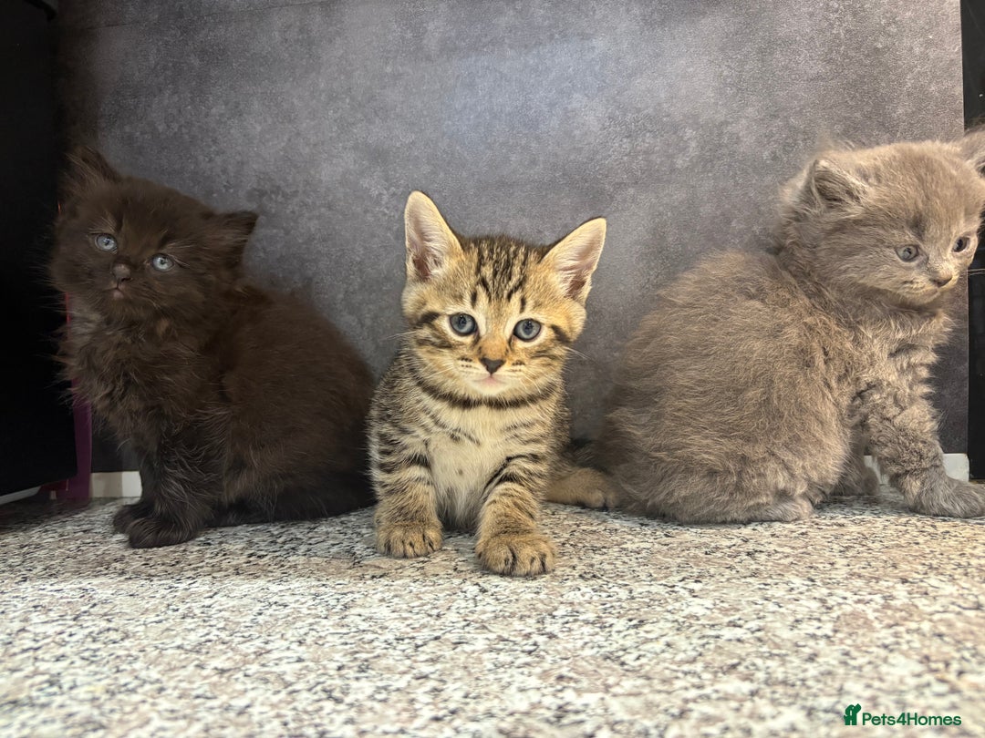 Mixed Breed cats for sale: Ragdoll cross British long hair kittens  - Image 18