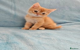 Scottish Fold cats for sale: Adorable Scottish fold Straight Ears Kittens - Image 2