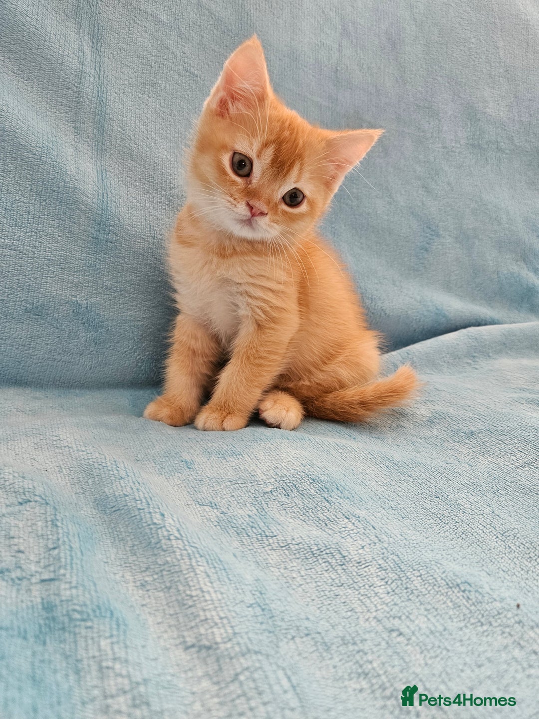 Scottish Fold cats for sale: Adorable Scottish fold Straight Ears Kittens - Image 2
