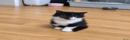 Maine Coon cats for sale: ¾ Maine coon kittens  - Advert 9