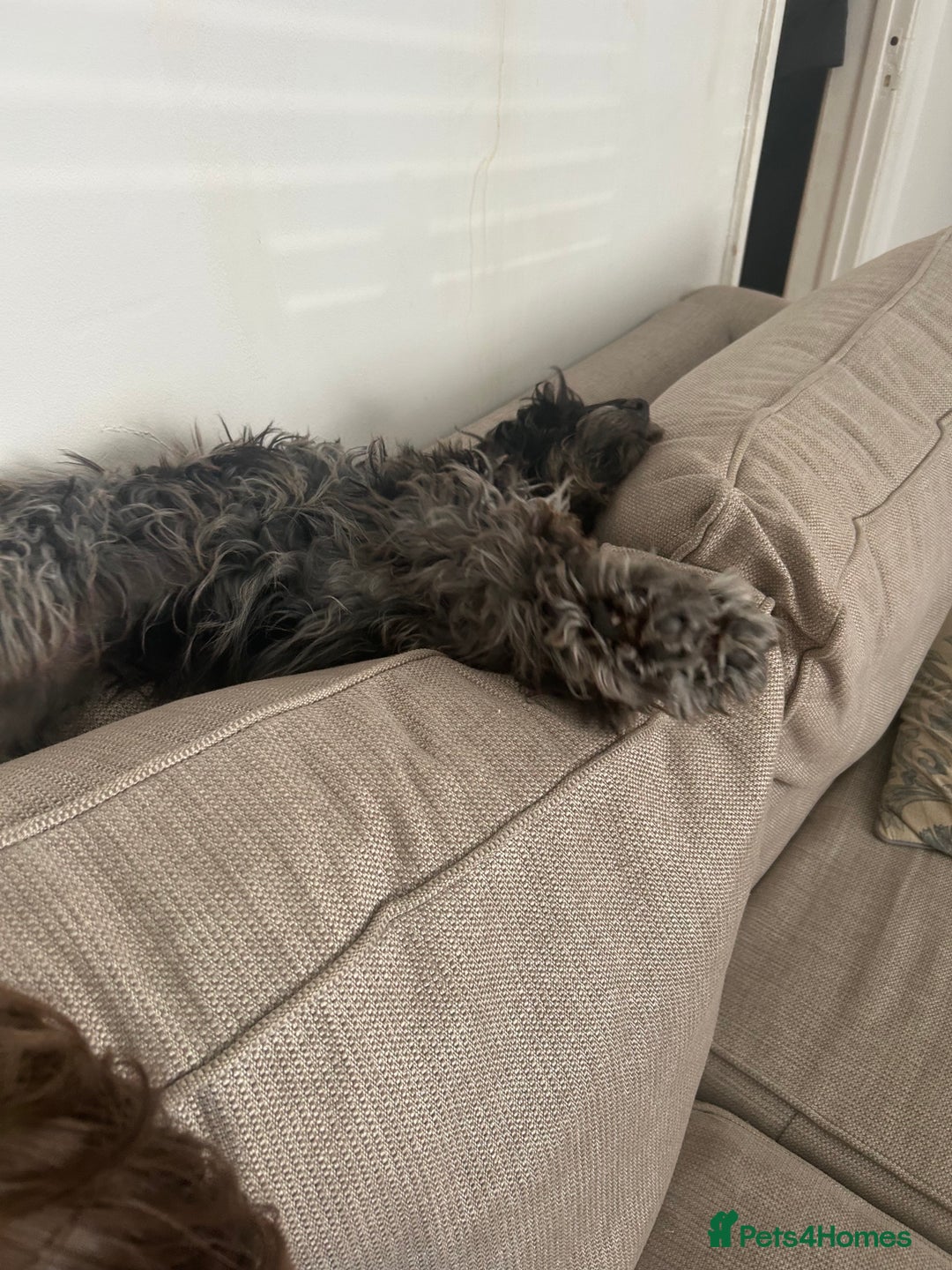 Cockapoo dogs for sale: Beautiful 6 month old girl  - Image 3