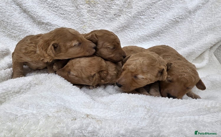 Miniature Poodle dogs - Advert 3
