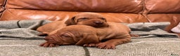 Hungarian Vizsla dogs for sale: Stunning Vizsla Puppies  - Advert 9