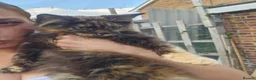 Maine Coon cats for sale: Beautiful Maine Coon Kittens - Advert 8