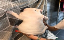 Mixed Breed dogs for sale: American bulldog x staffy 🐶 - Image 10