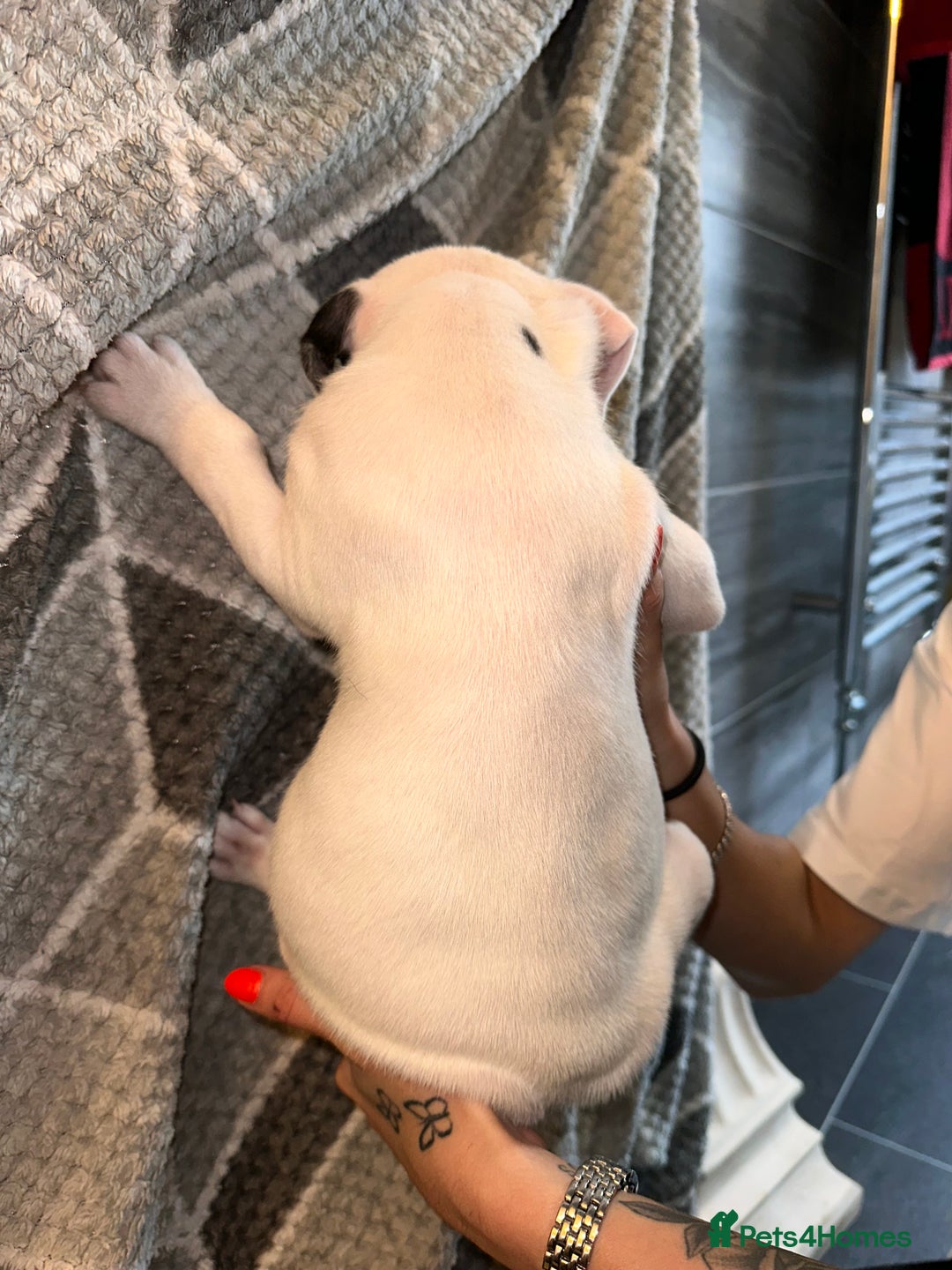 Mixed Breed dogs for sale: American bulldog x staffy 🐶 - Image 10
