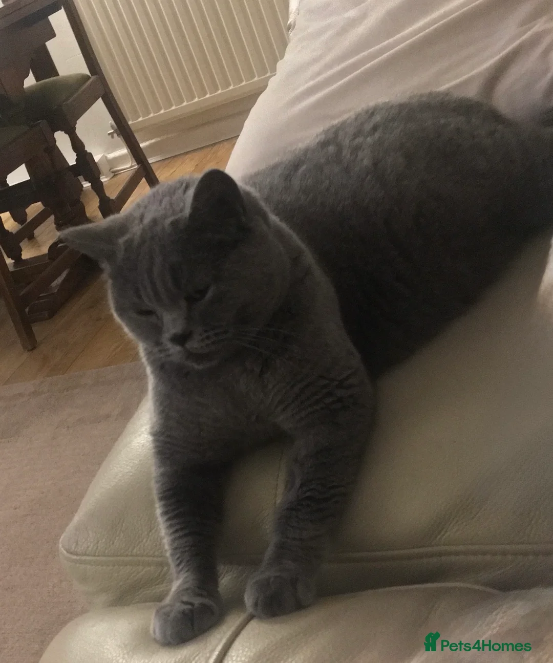 British Shorthair cats for sale: British shorthair kittens - ready to leave now  - Advert 2