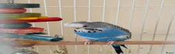 Budgerigars birds for sale: Budgie to be rehomed - FREE in Aldershot - Advert 1