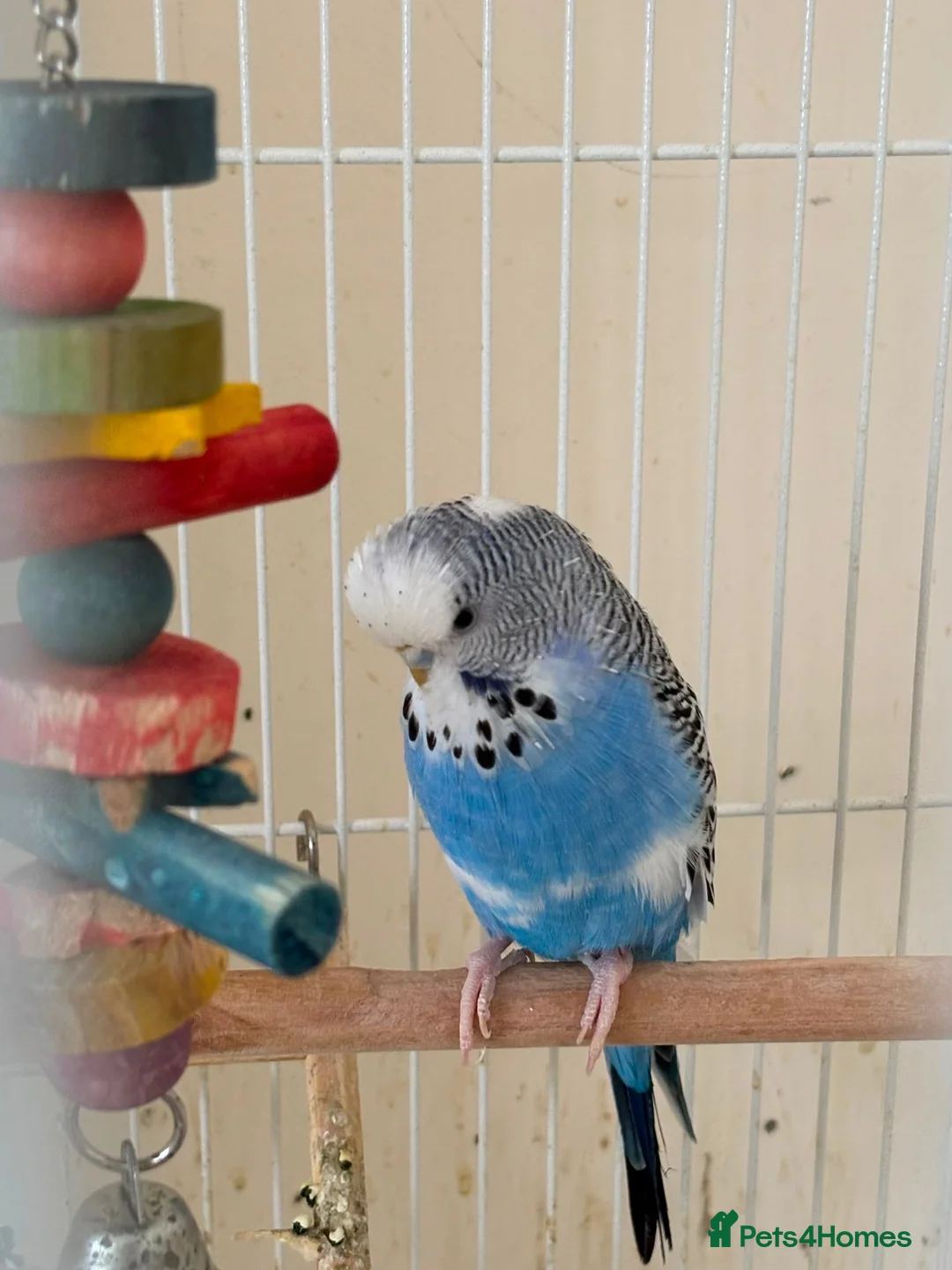 Budgerigars birds for sale: Budgie to be rehomed - FREE in Aldershot - Advert 1