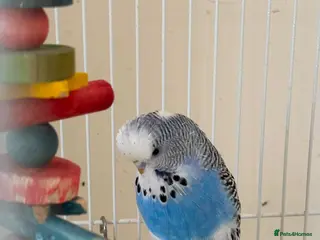 Budgerigars birds Budgie to be rehomed - FREE - Advert 4